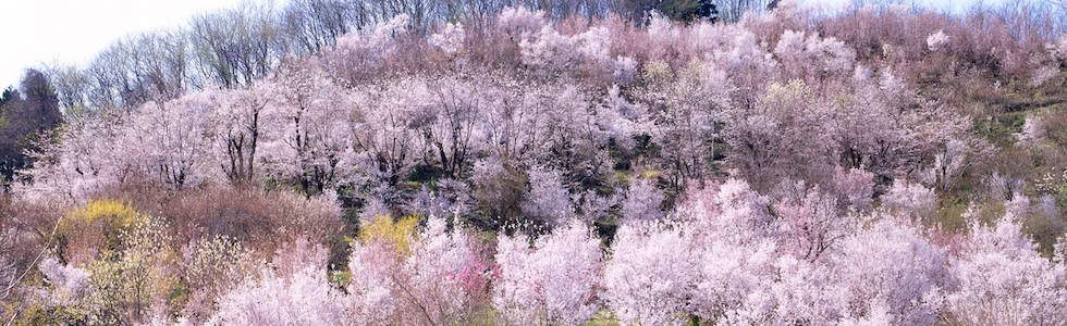 Beautiful JAPAN