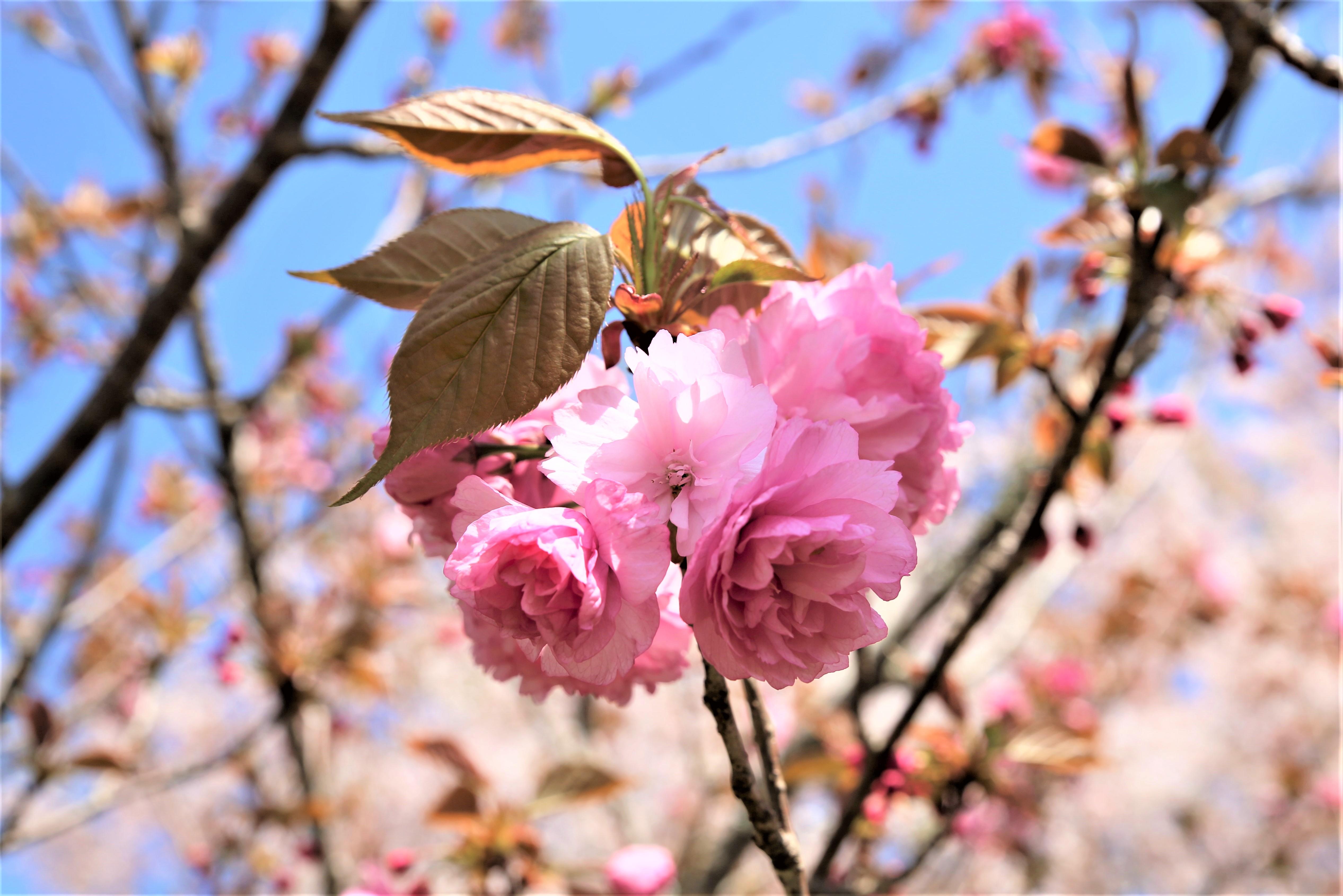 KUT香美キャンパス 桜の開花状況（4/9） | NEWS & TOPICS | 高知工科大学