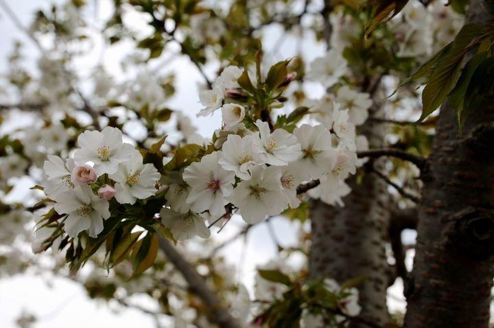 img20170406.jpg